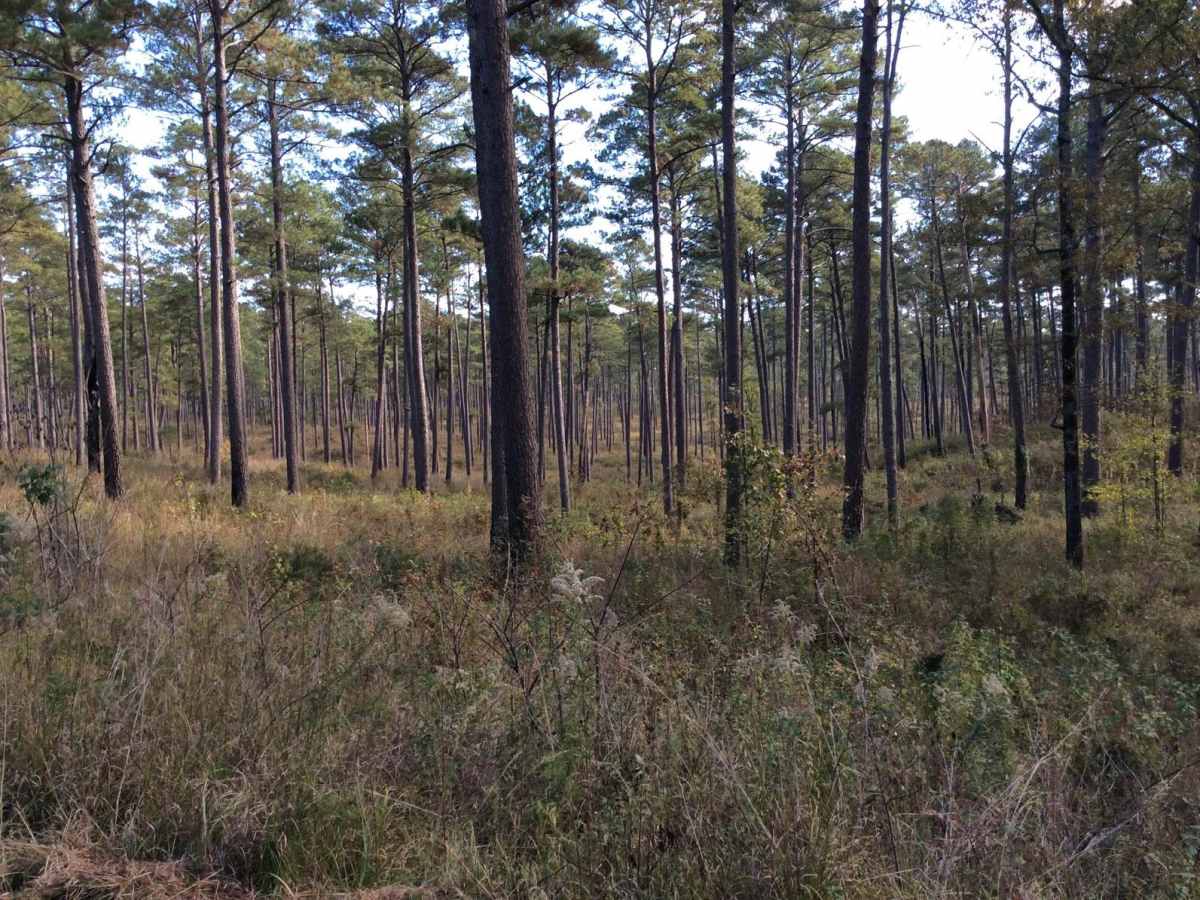 HCNF 103B Cheek Trail photo 3