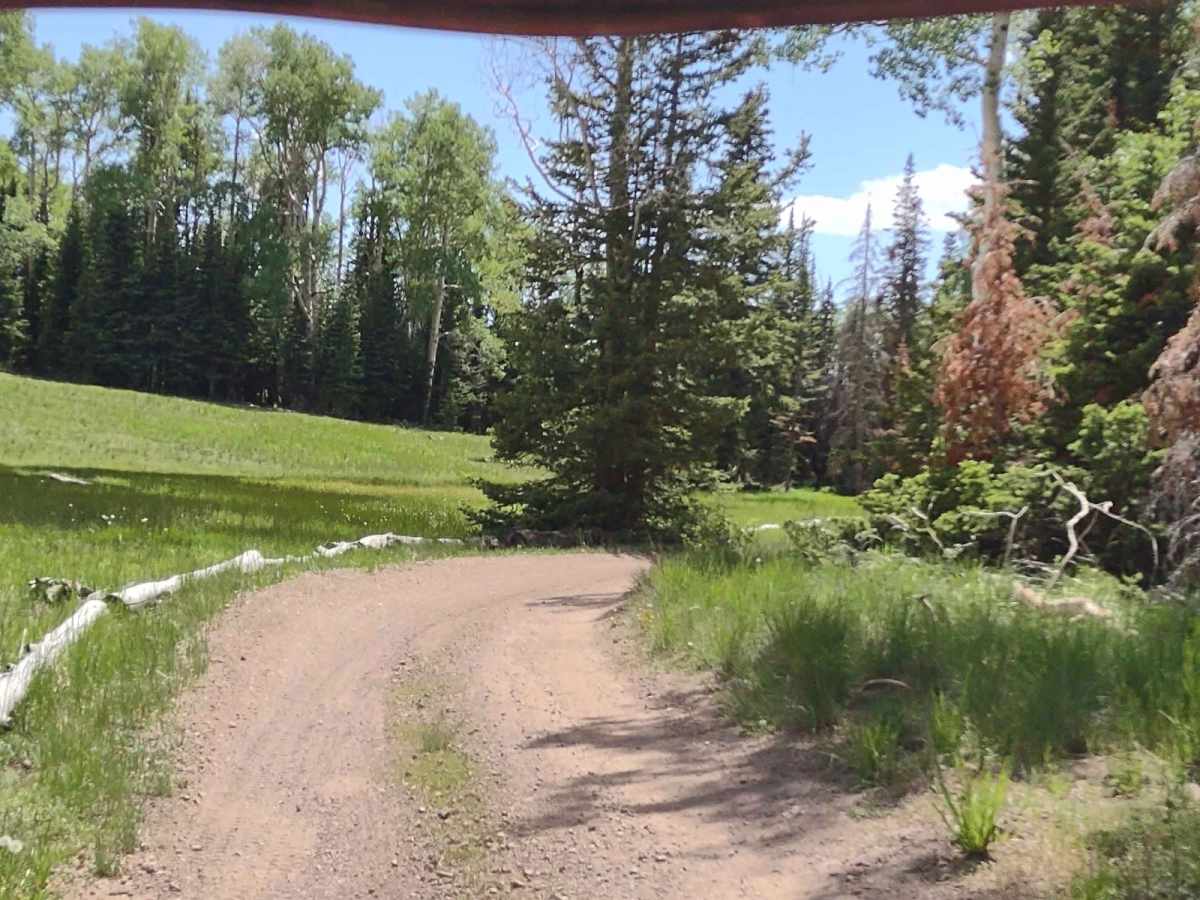 Fitzgerald's Park - FS 40182 trail photo