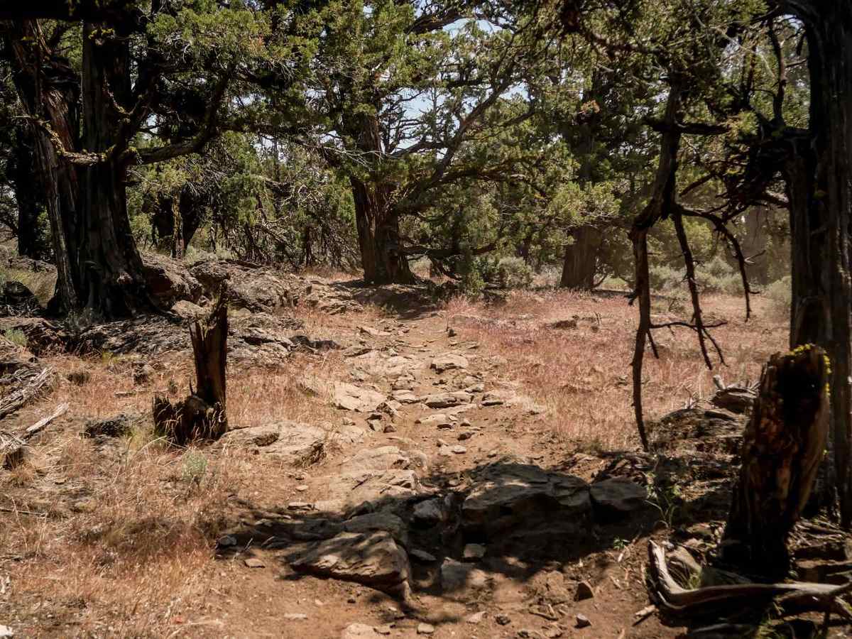 20 trail photo
