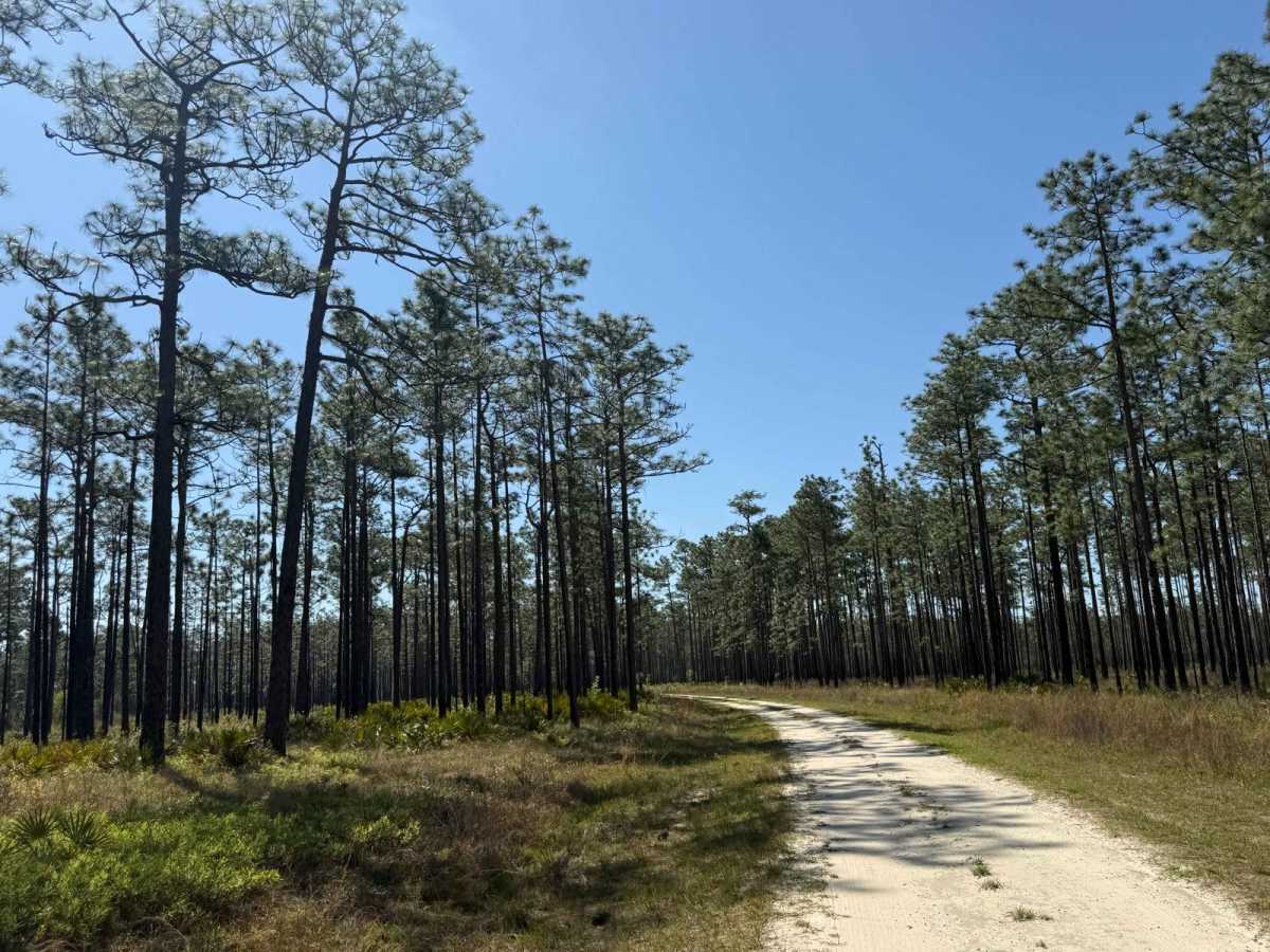 Rowletts Creek - FS 106S photo 6