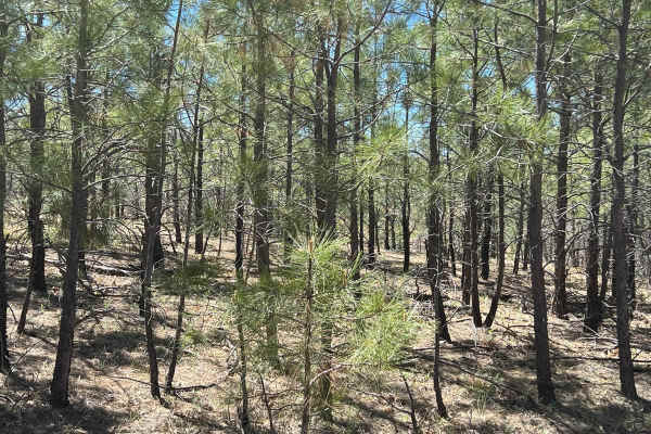 Young Pondo Pine Path