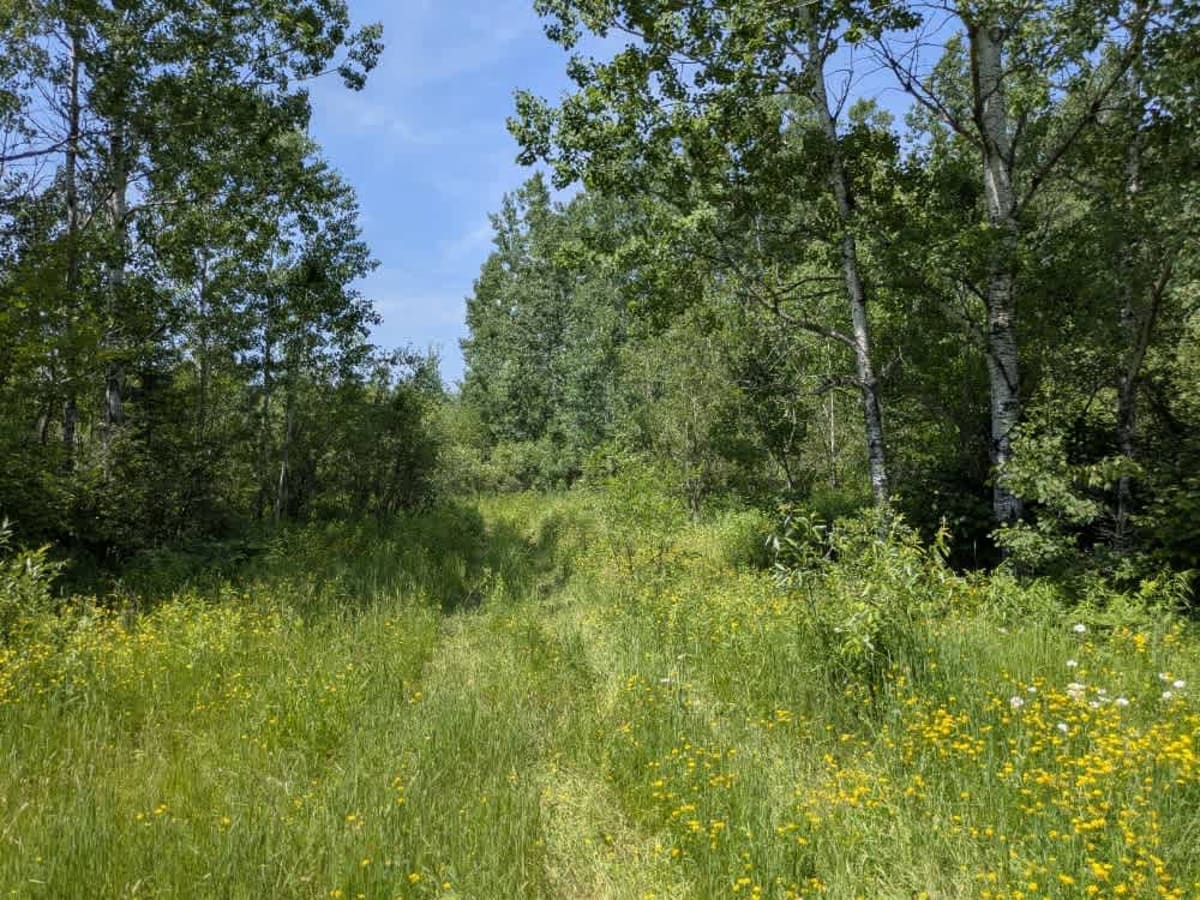 Colvin Forest Road photo 4