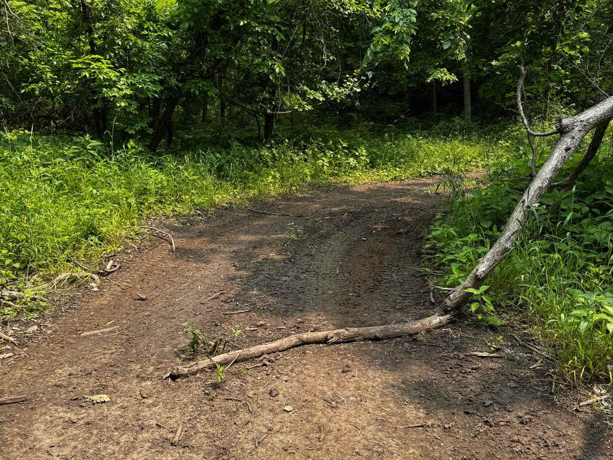 Green 63 trail photo