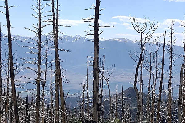 Burned Aspen Loop - FS 41230