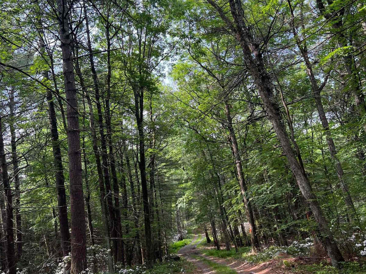 Hartwood Club Road to Whitehead/Prosper Davis Road trail photo