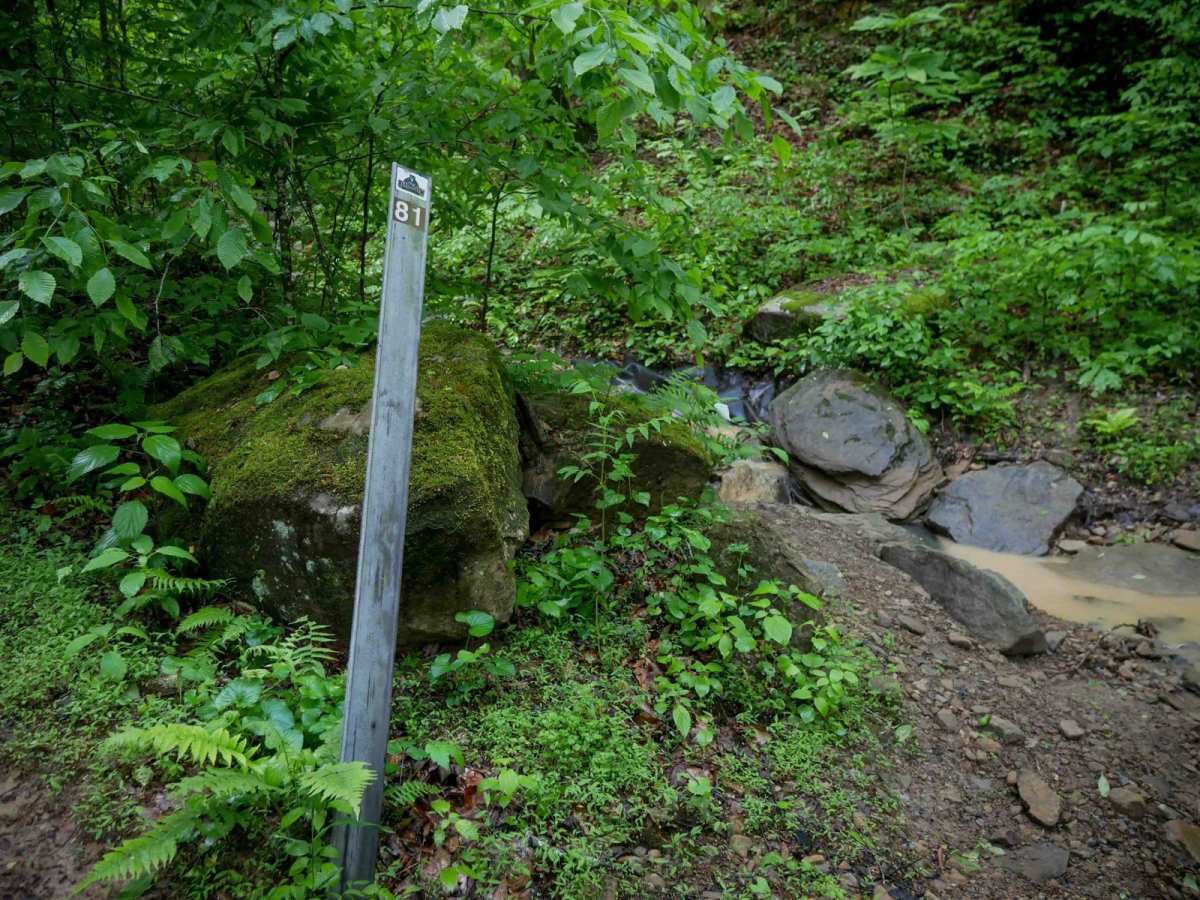 B81 photo 3