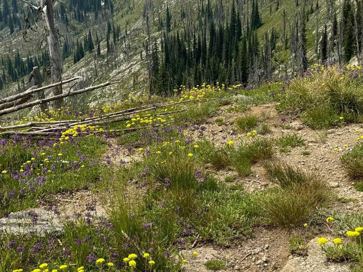 Soda Creek- FS 1172 photo 6
