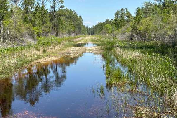 Gum Creek Road - Aucilla WMA