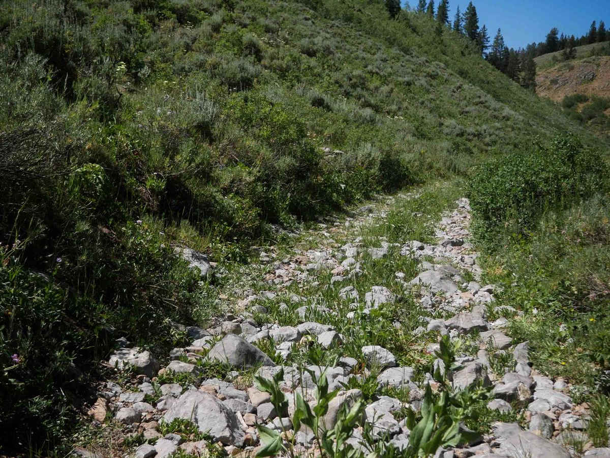 Meadow - Sadie Springs #5225  trail photo