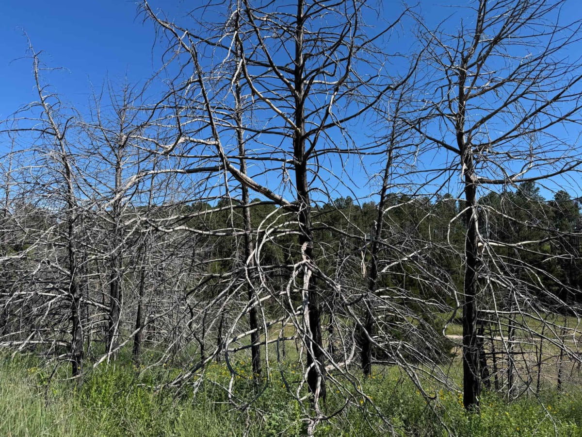 Three Camps (East) photo 5