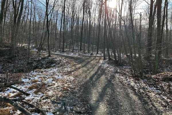 Locust Gap 15