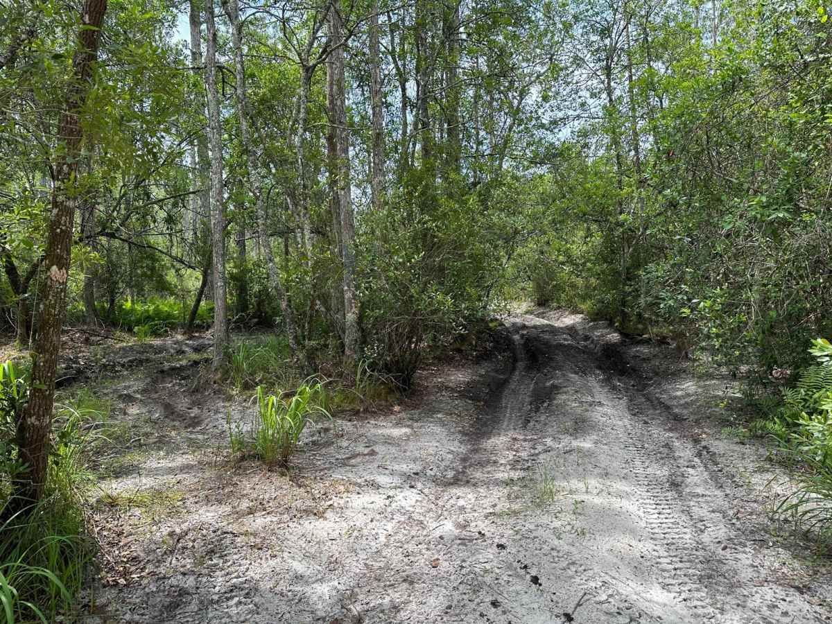 Withlacoochee State Forest and 471 Loop photo 4