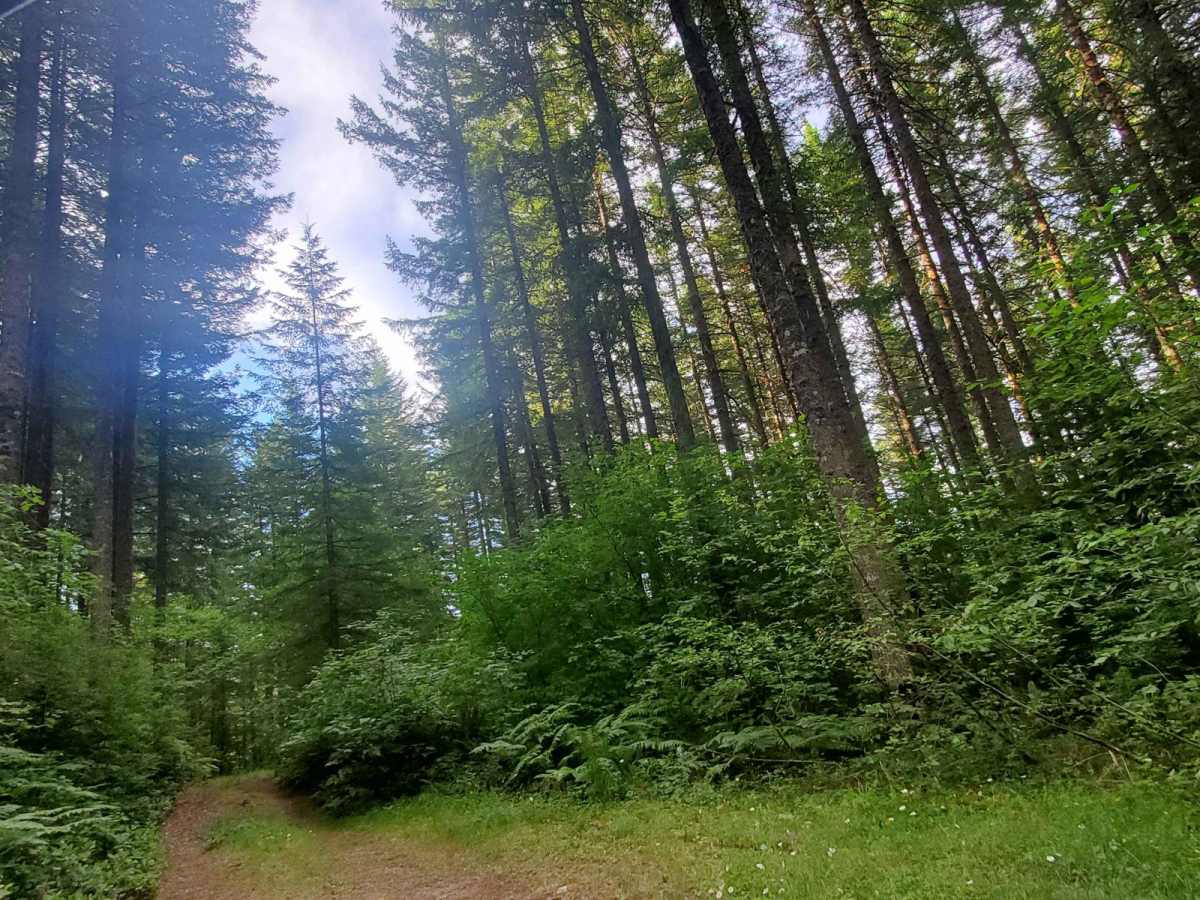 Deep Woods Brap Adventure photo 3