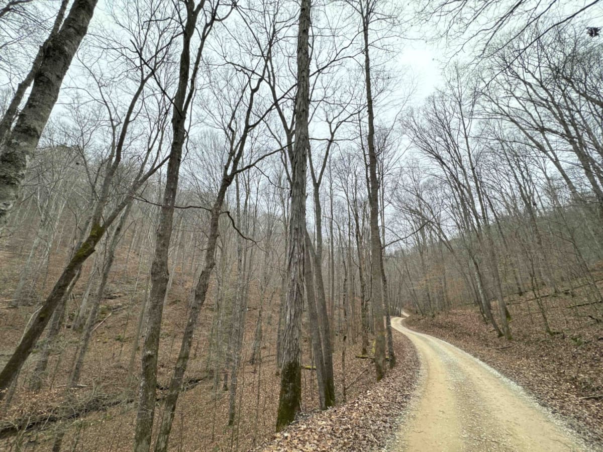 S-Tree Tower Road (FSR 100) photo 6