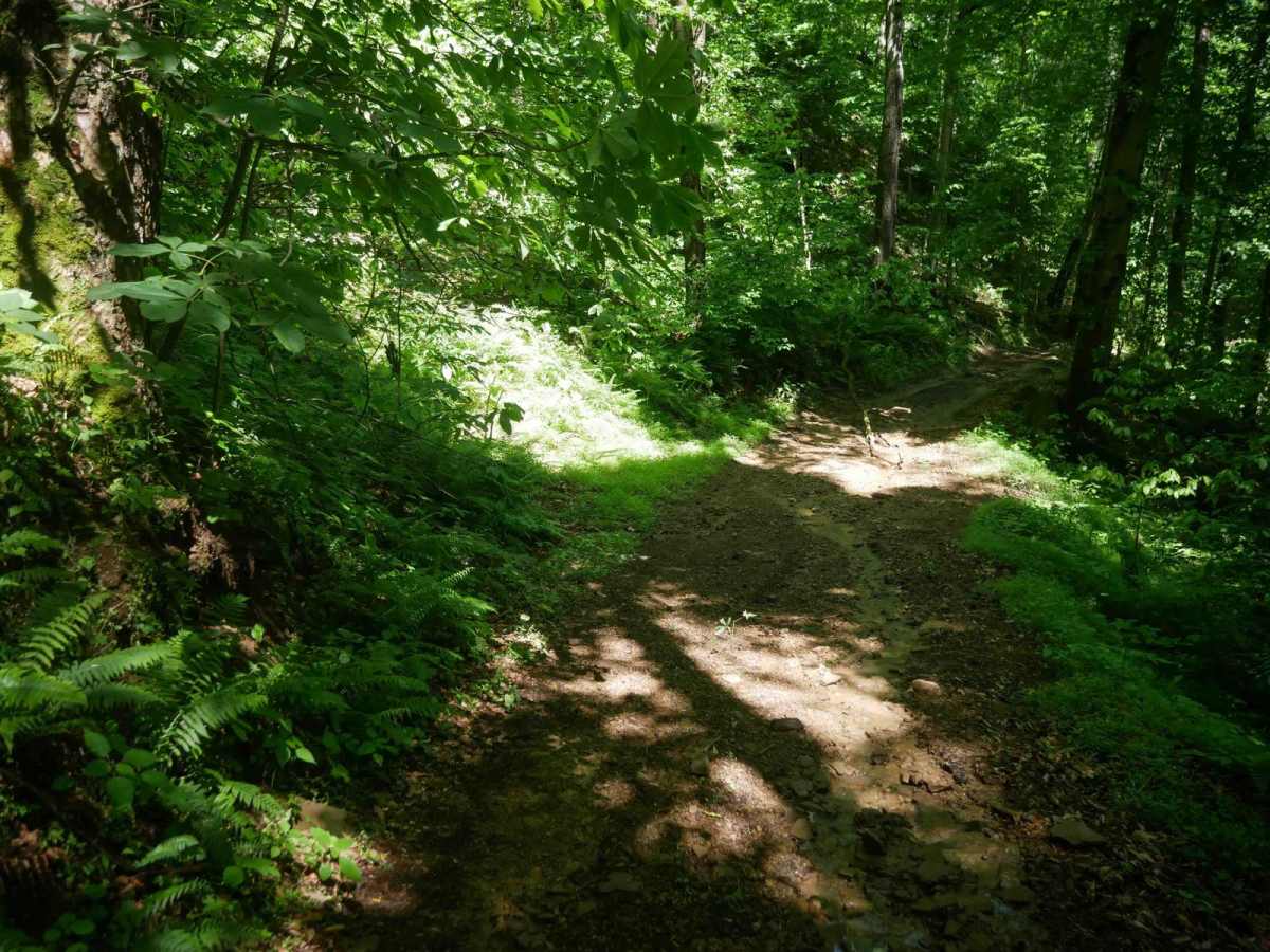 CC49 photo 5