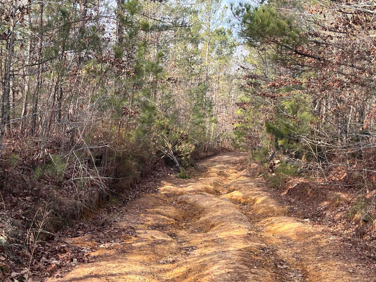 Wildplum Road photo 4
