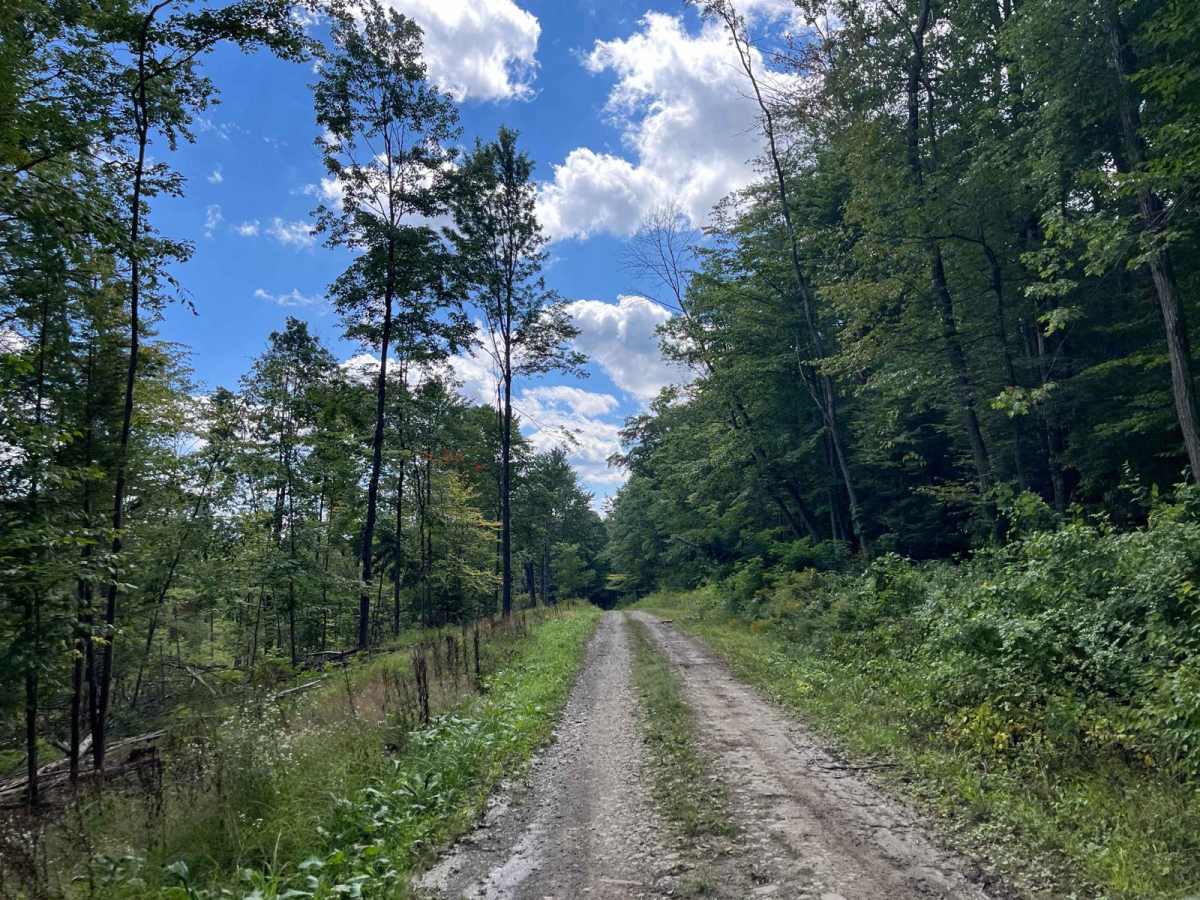 Cabin Road trail photo