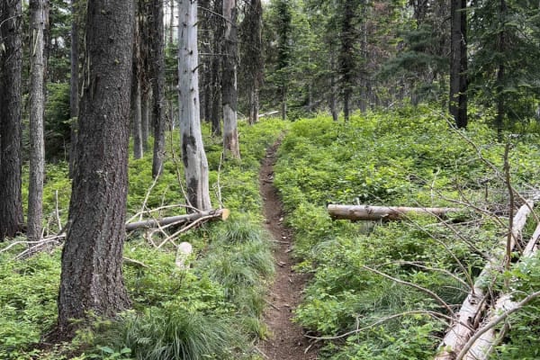 Jewel Gulch
