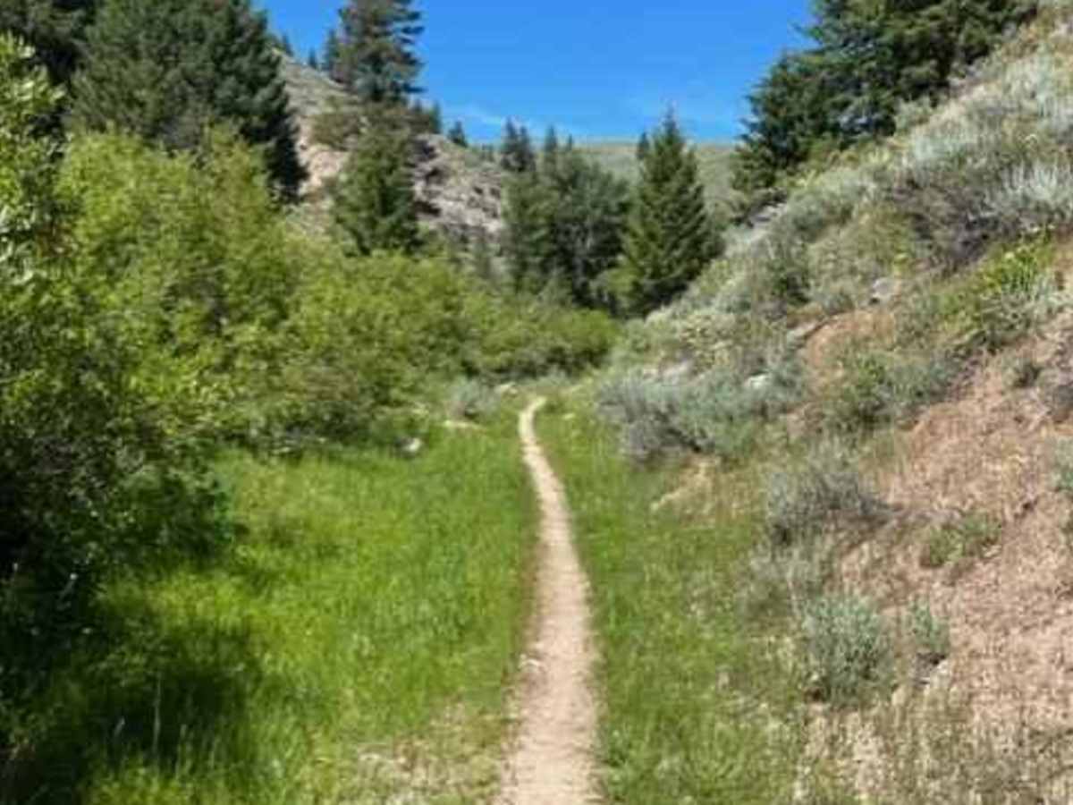 Lime Creek to Iron Mountain Lookout photo 4