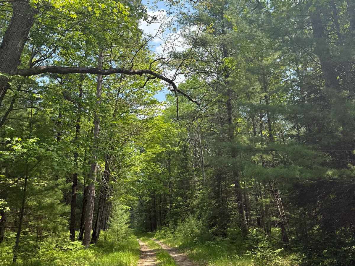 No. 4 Trail photo 3