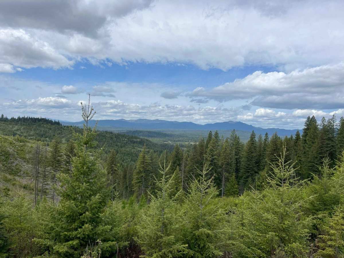 Clearcuts to Bob's Creek Road photo 3