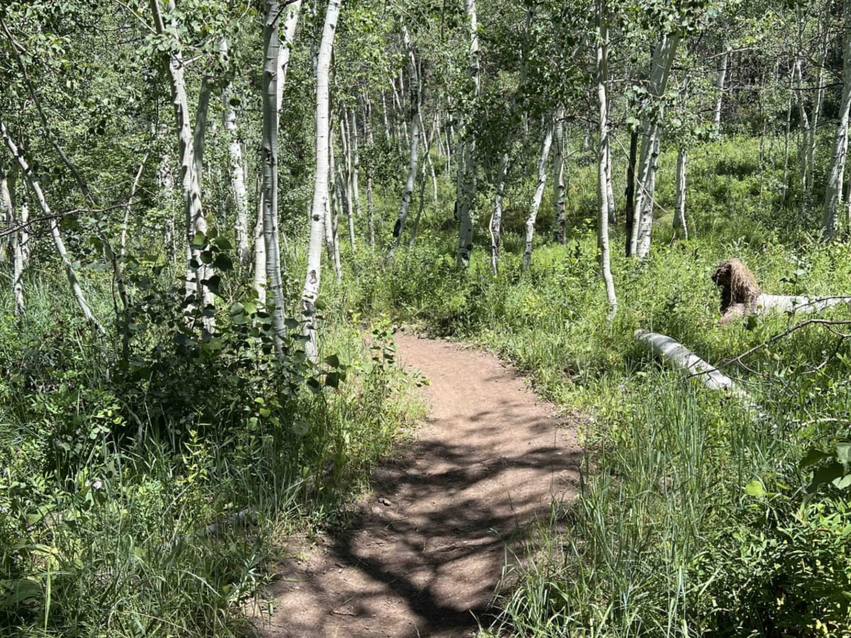 South Fork Little Deer Creek (2252) photo 2