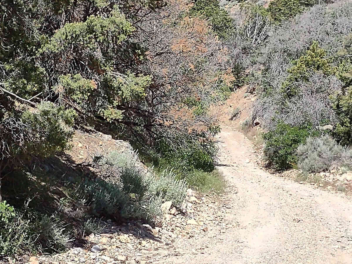 Gold Gulch to Little Pork Lake (FS# 40136) photo 5