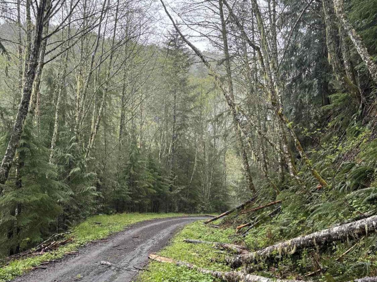 Wildcat/Nisqually Loop Trail photo 6