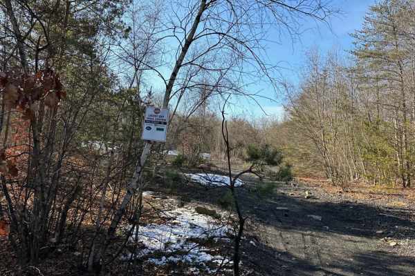 Locust Gap 19