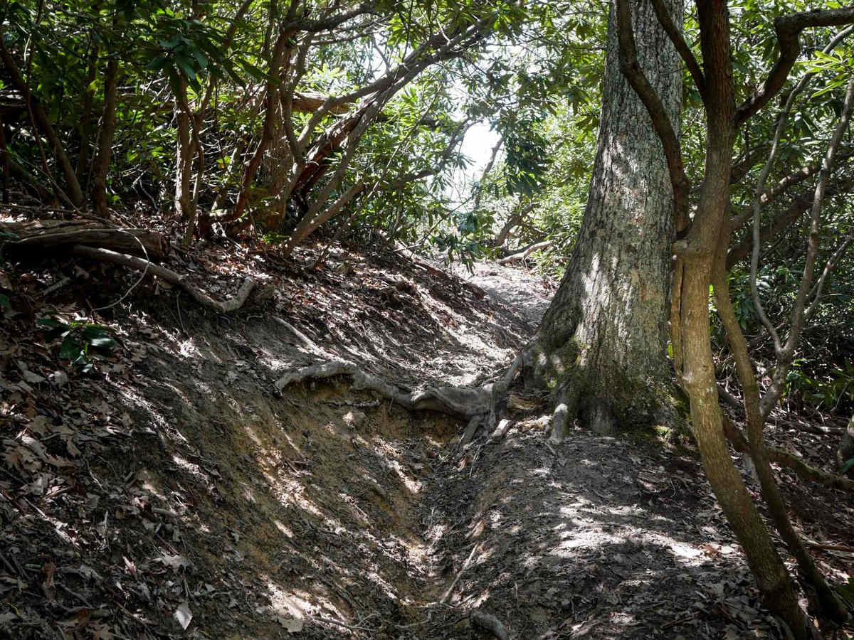 P181 trail photo