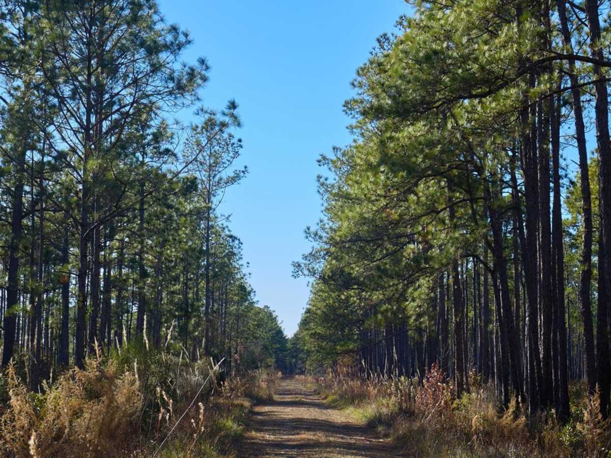Murrell Tract - Part 2 - FSR220 photo 2