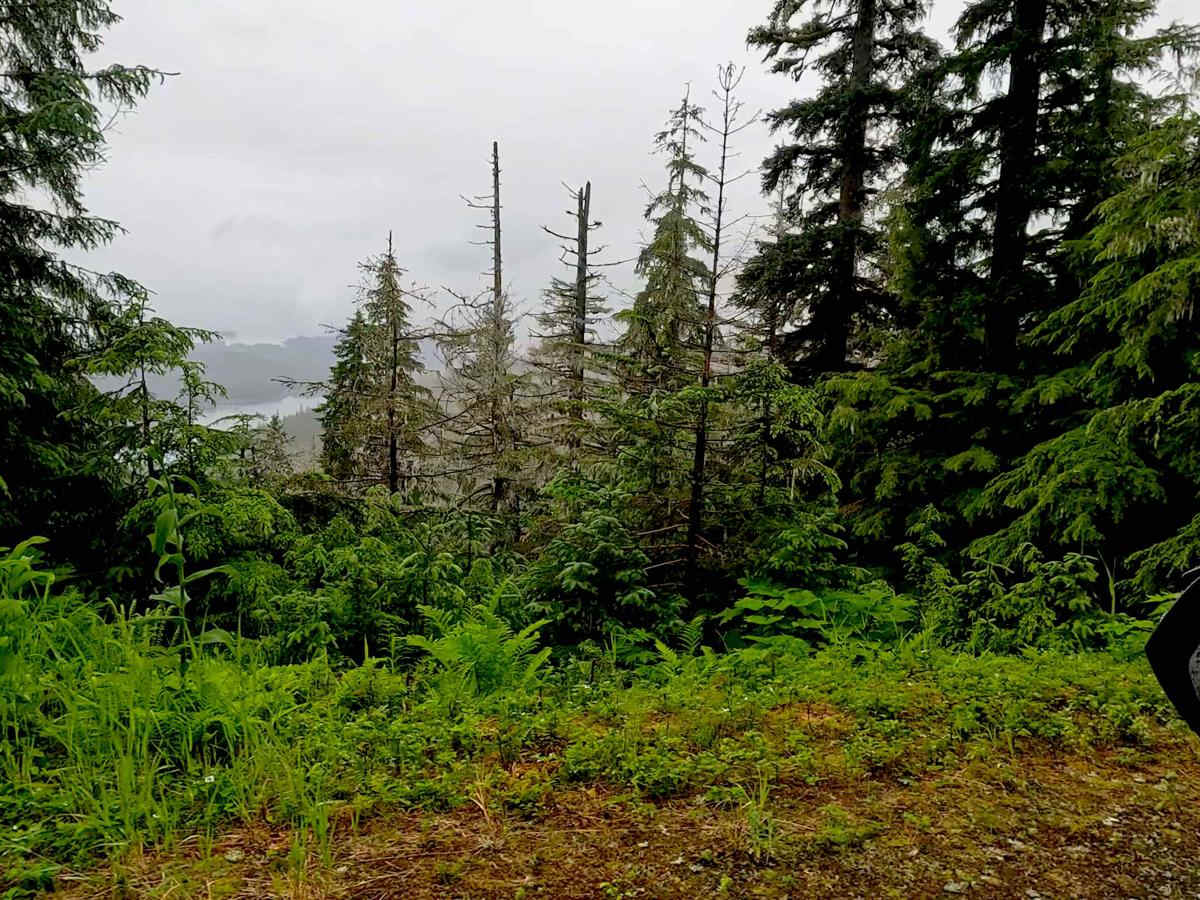 Woodpecker Road 6245 trail photo