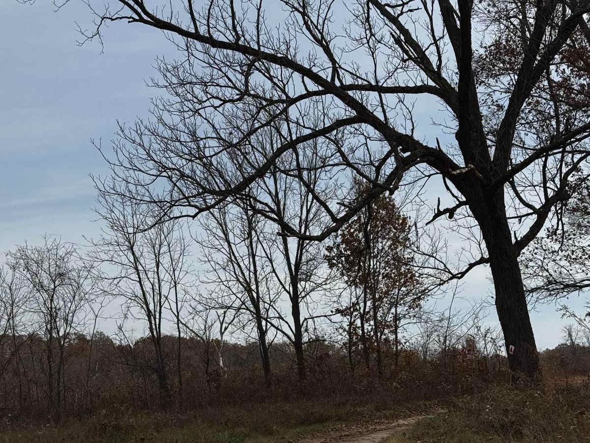 Connector trail photo