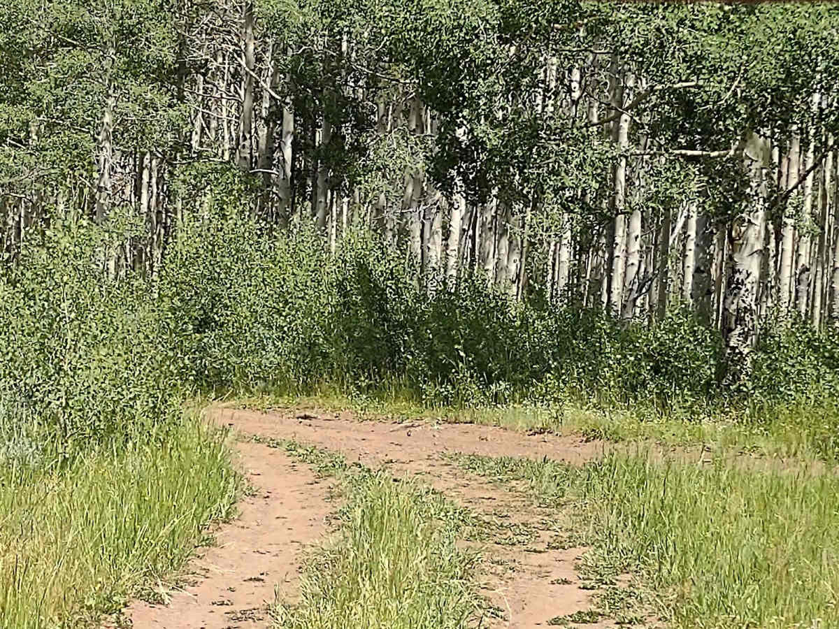 Monroe Mountain Road Spur (FS 42459, 41192) photo 2