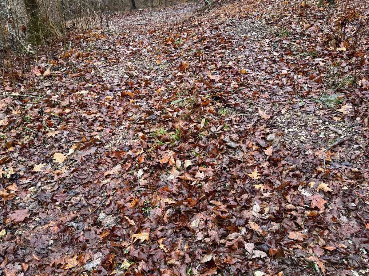Green 298 photo 2