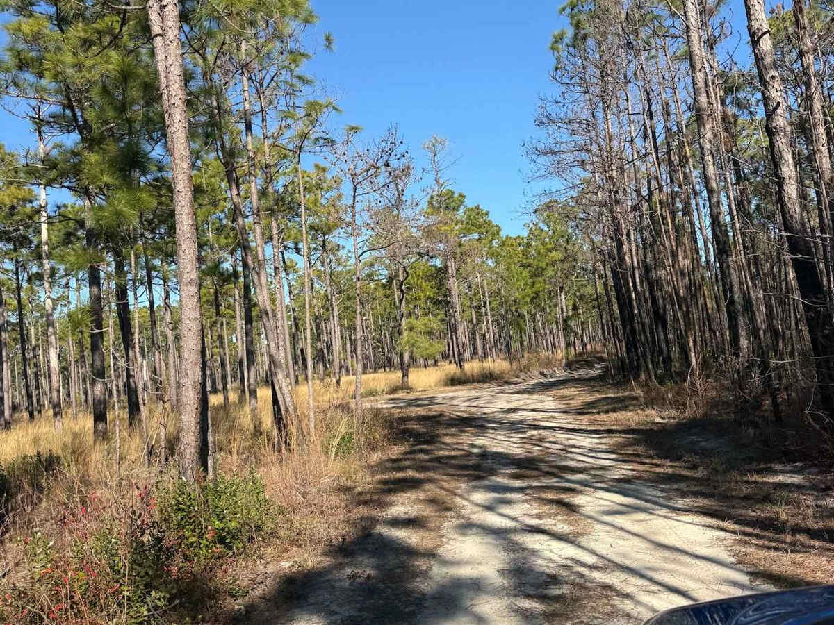 Pettiford Creek Main Trail trail photo