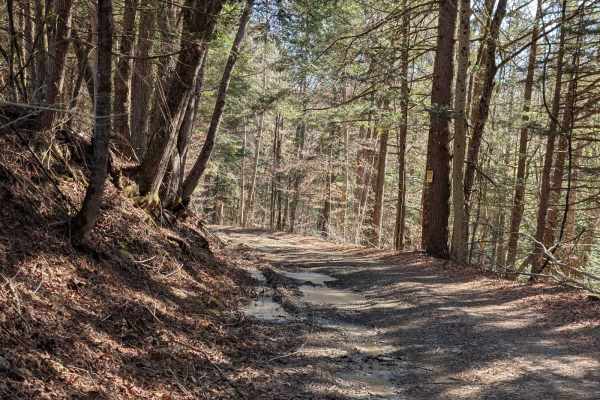 Salt Springs Road