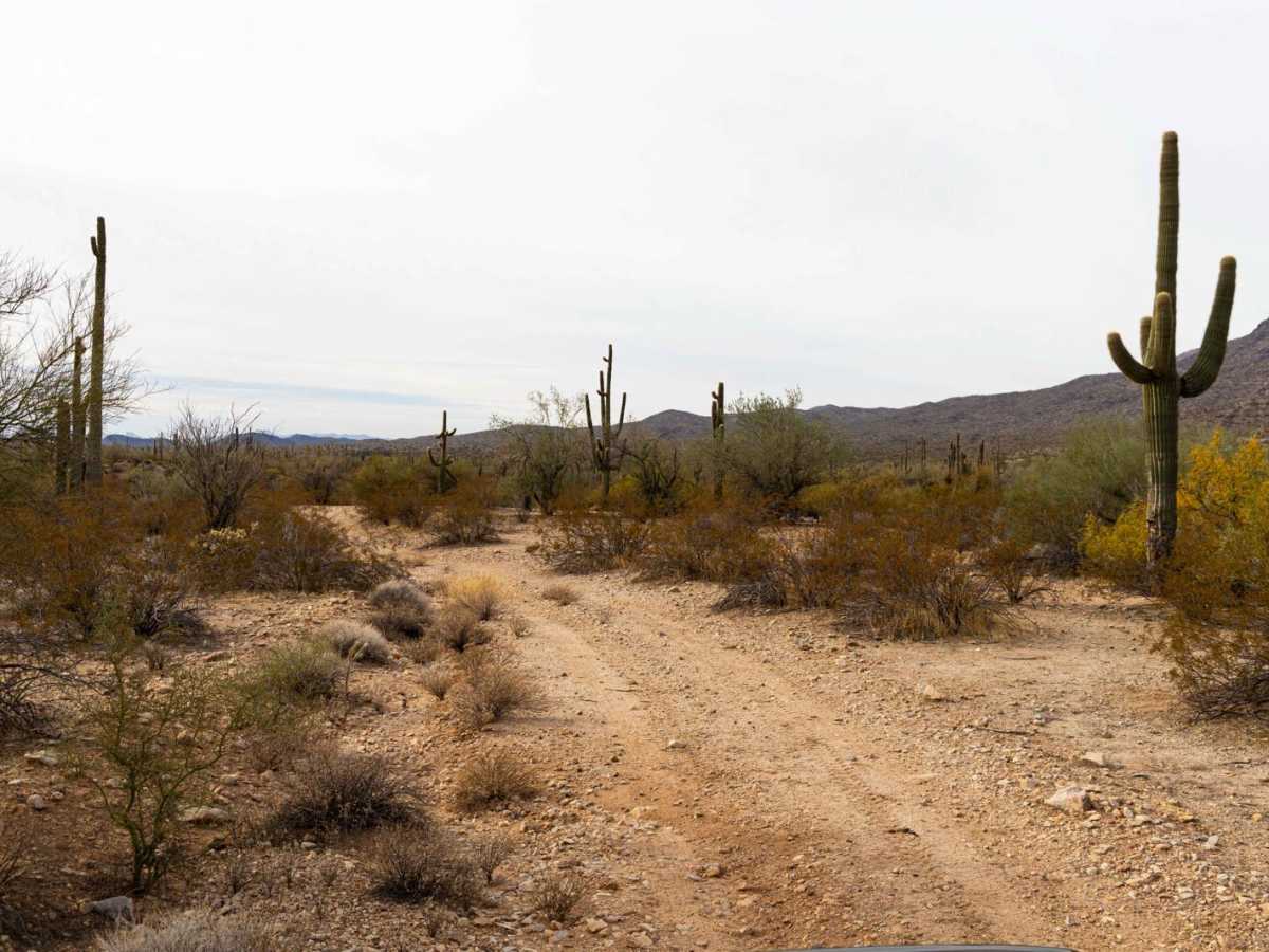Browns Canyon and Mine Access photo 5