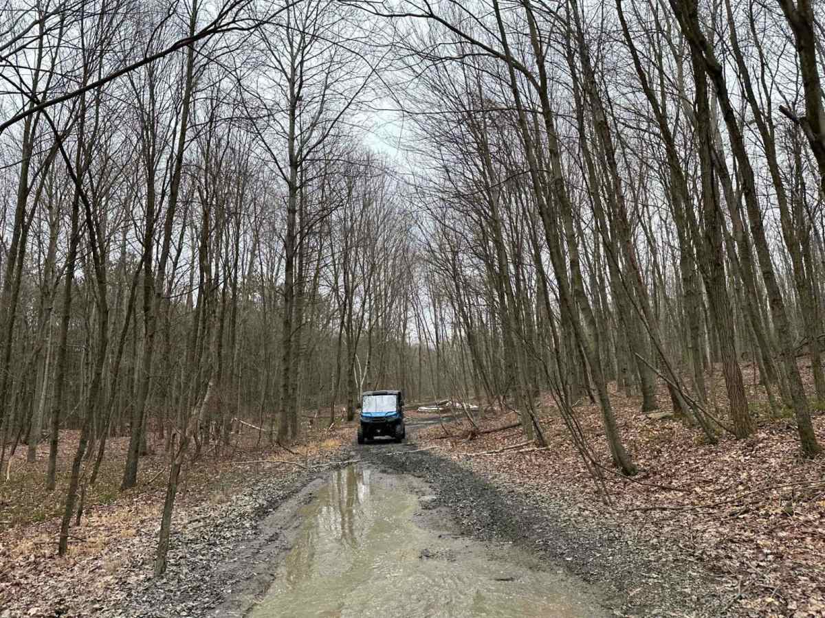 Locust Gap 24 photo 5