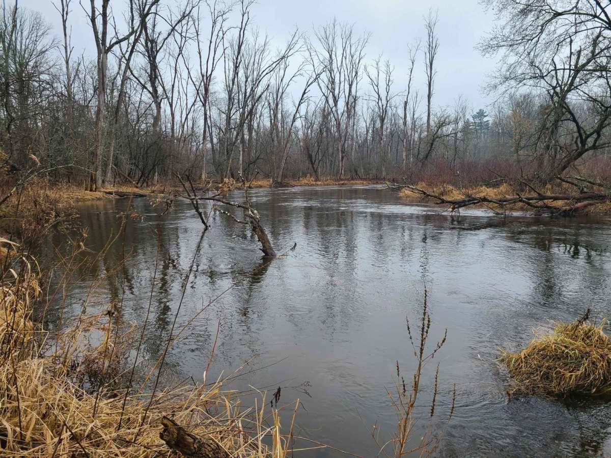 Forest Road 5301 photo 6