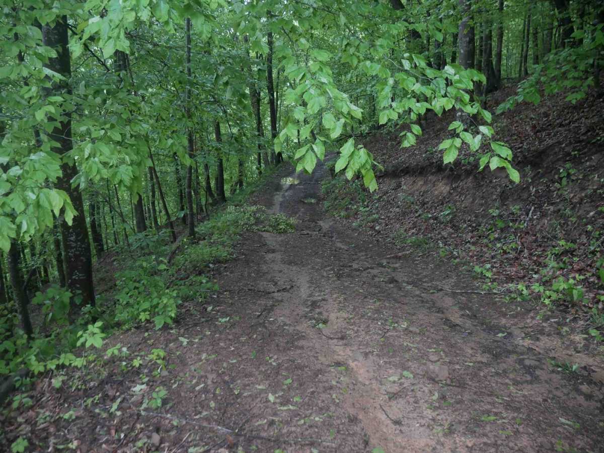 CC50 photo 2