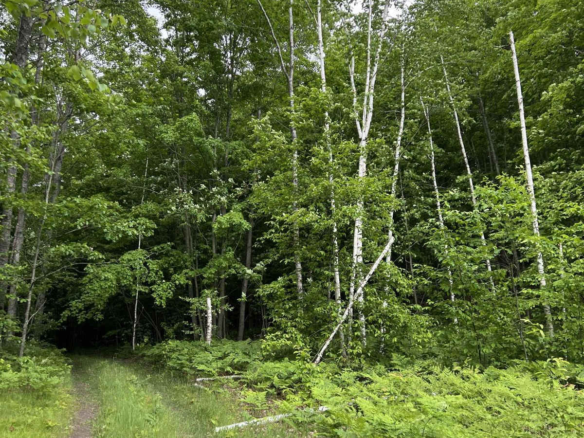 Avery Lake Sidetrack photo 2