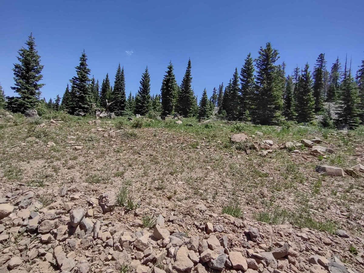 Buck Ridge Cut-Across (FS 4058/Paiute D-3/1A) photo 4