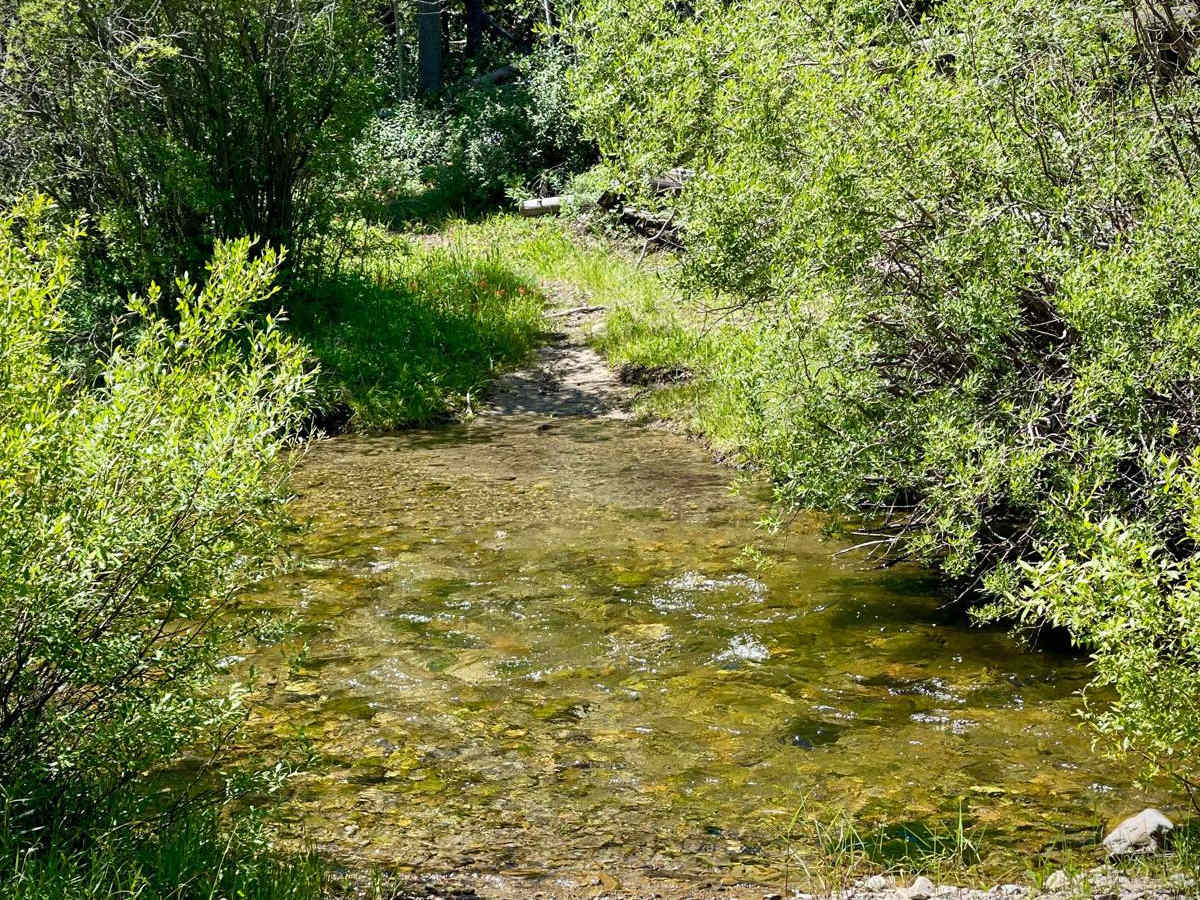 North Fork Big Creek photo 6