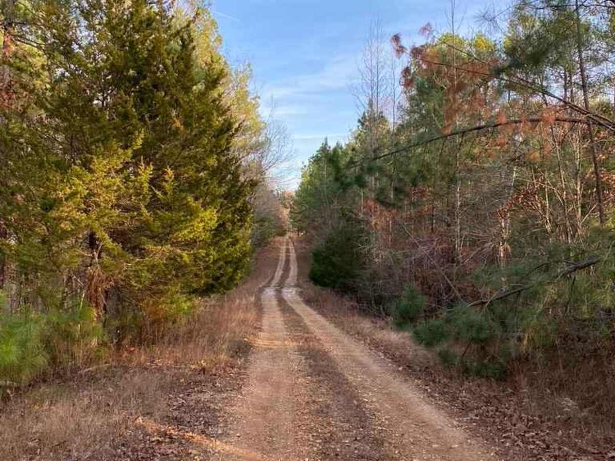 Rimshot FSR 124 trail photo