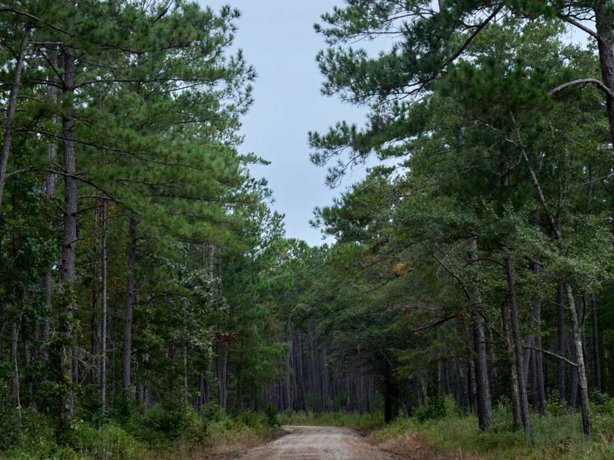 Bonneau Ferry WMA - Wetland Access photo 6