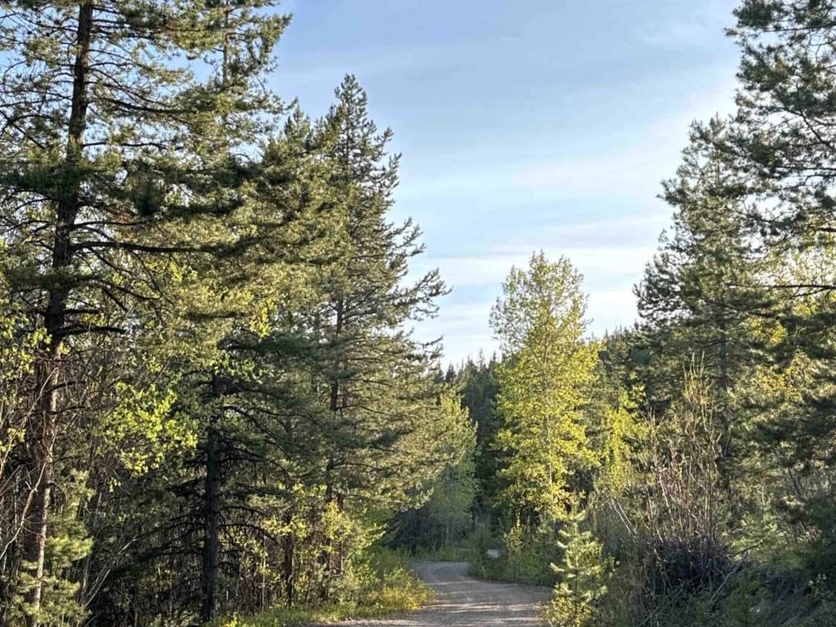 Lean To Forest Service Road photo 3