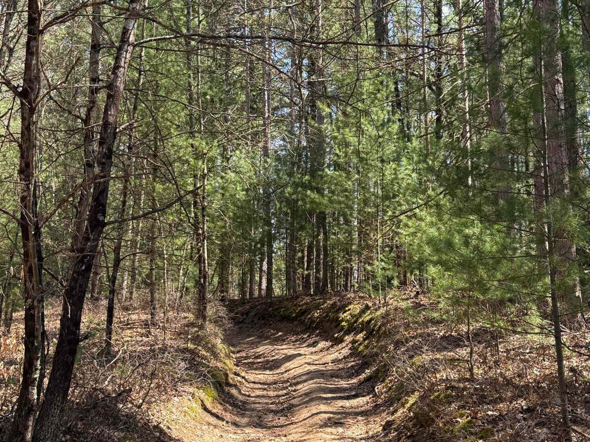 NFS 6336 trail photo