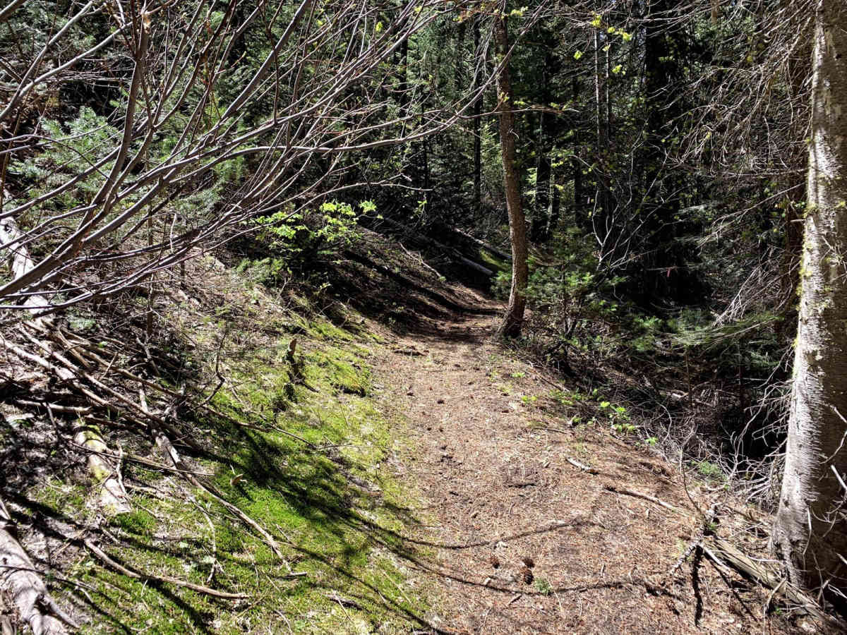 North Fork Deer Creek trail photo