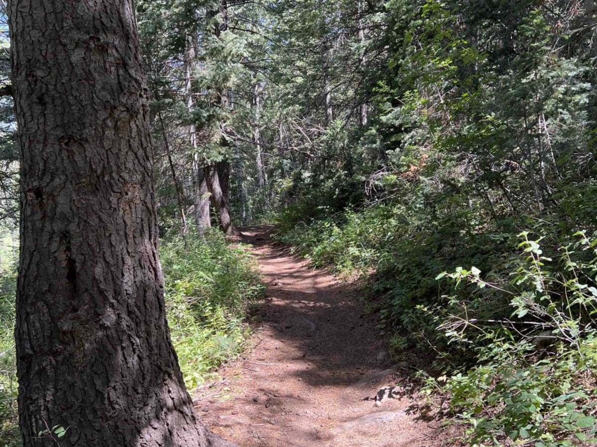 Salamander Flat (2150) photo 5